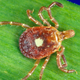 A close-up look at a female lone star tick.